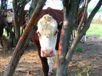 Hereford Cattle free to roam.