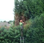 Cutting the Leylandi hedge down to size.