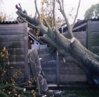 Removing tree blown down in high winds.