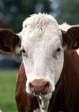 Hereford Bull.