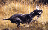 Gun dog retreiving game bird.